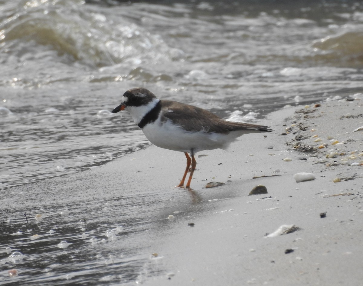 Semipalmated Plover - ML357644231
