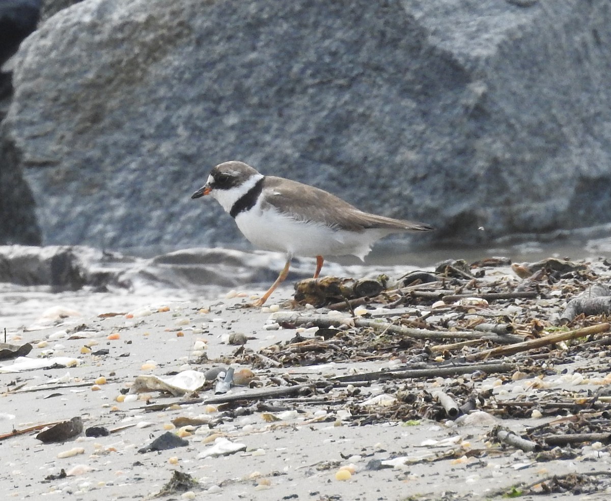 Semipalmated Plover - ML357644241