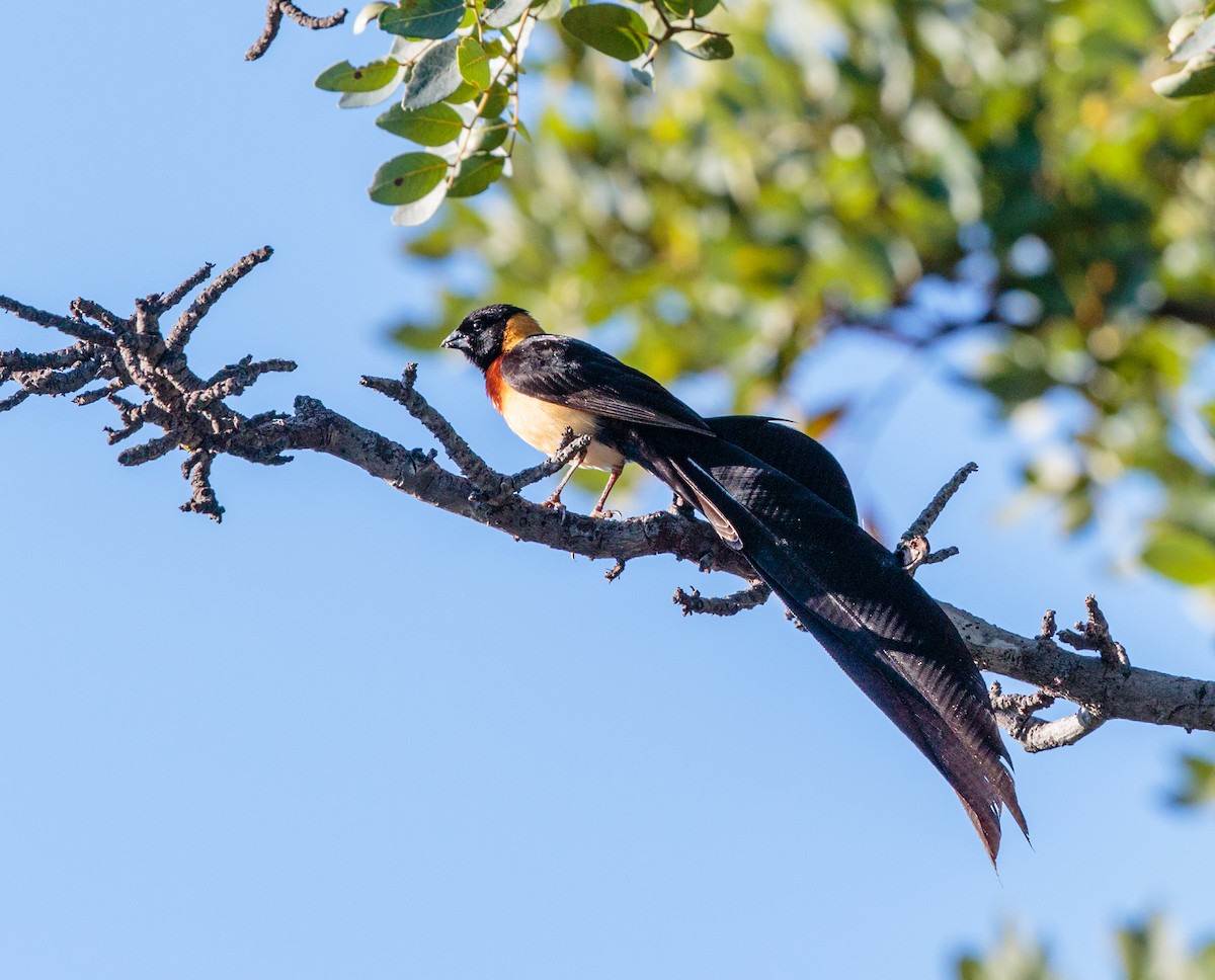 Broad-tailed Paradise-Whydah - ML357645391