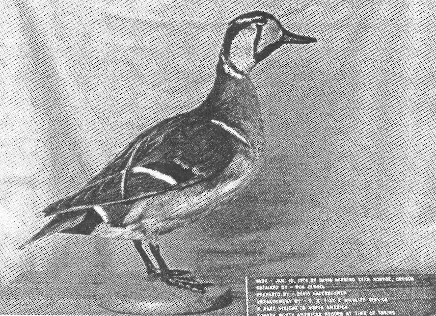 Baikal Teal - Mid-valley Historical Records