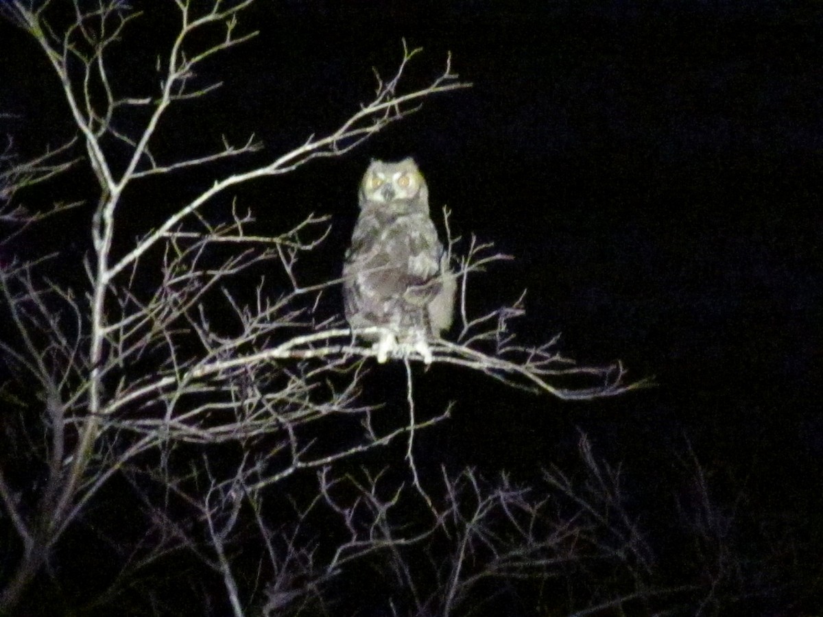 Great Horned Owl - ML357655771