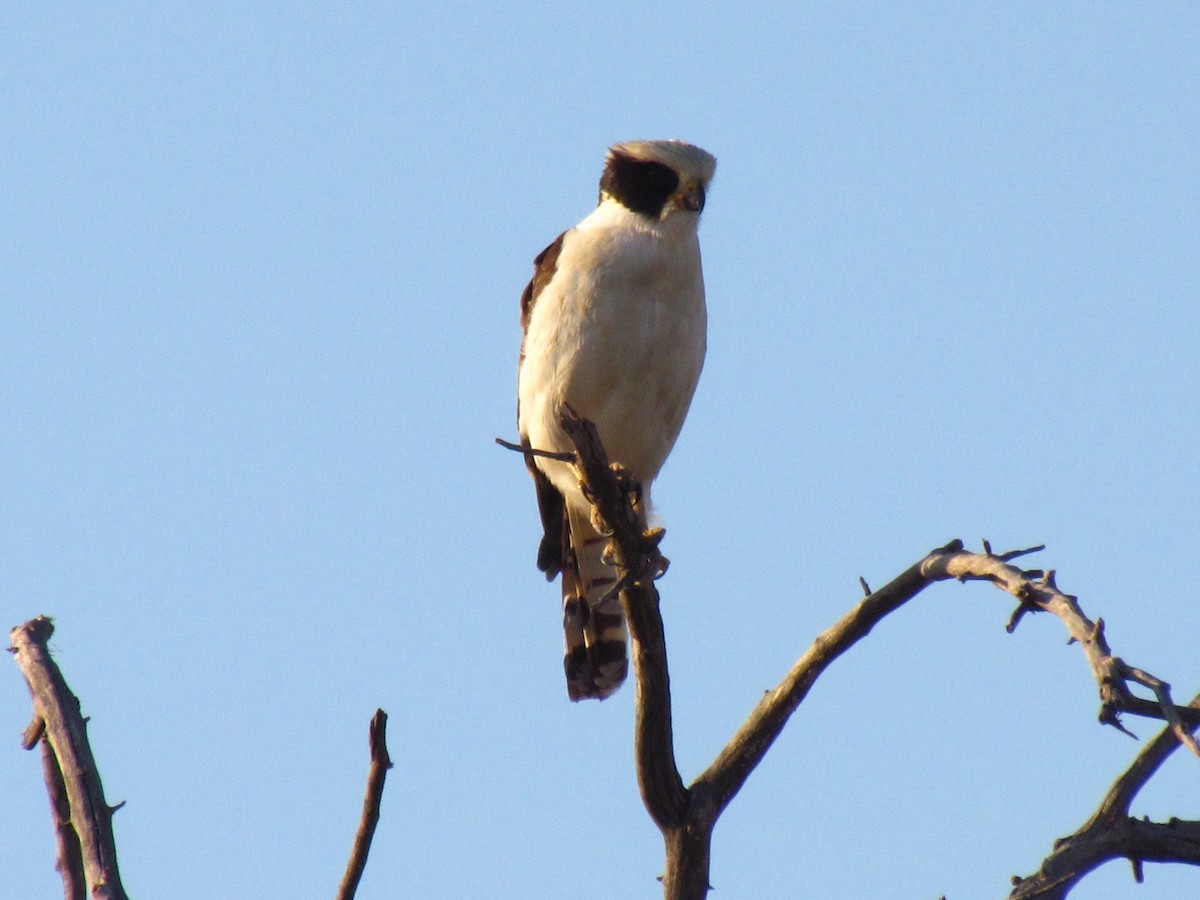 Laughing Falcon - Rebeca Irala Wildlife PY