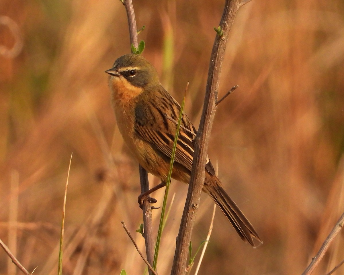 Long-tailed Reed Finch - ML357669221