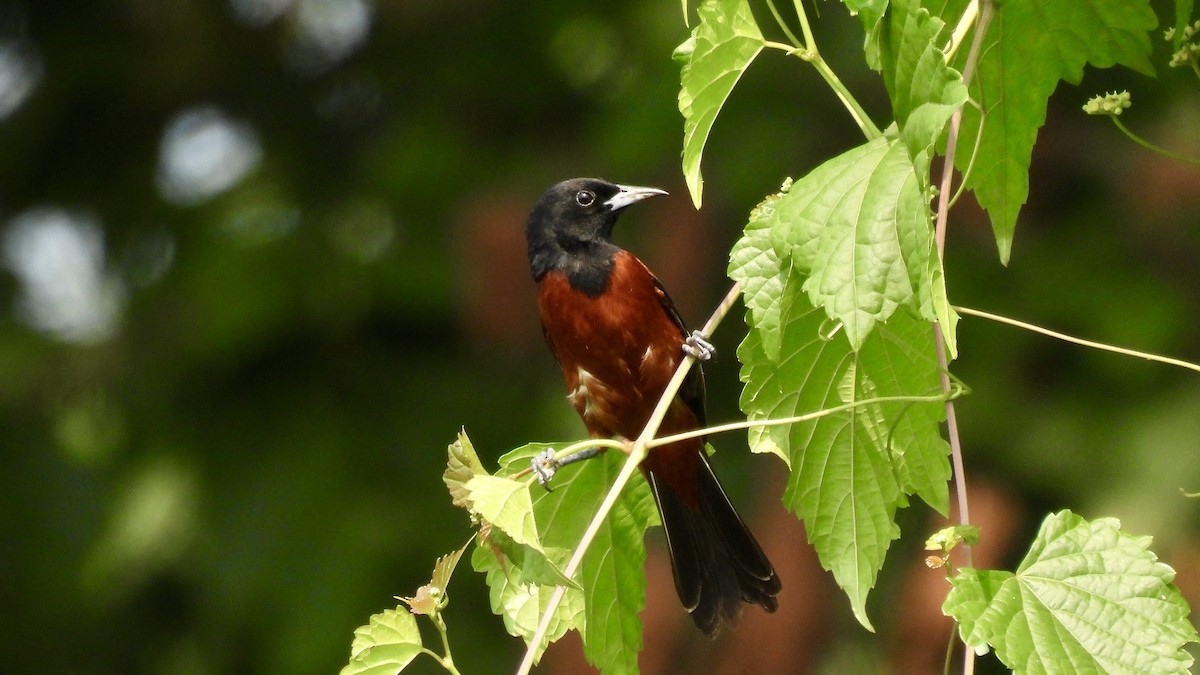 Orchard Oriole - ML357672621