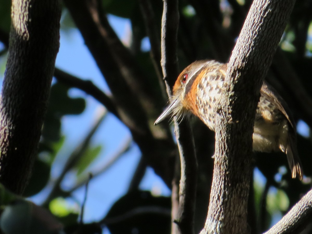 Spotted Puffbird - Thomas Collins