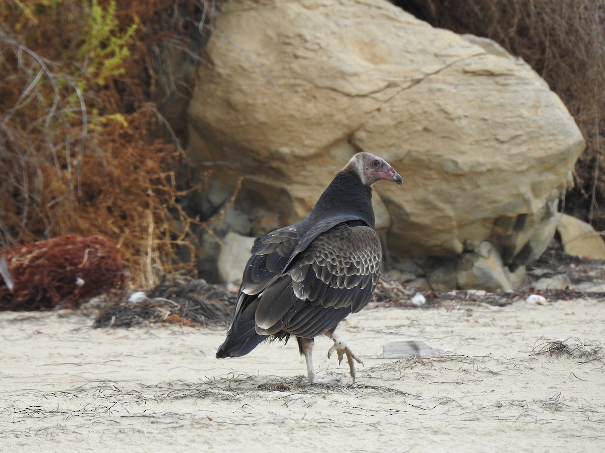 Turkey Vulture - ML357676991