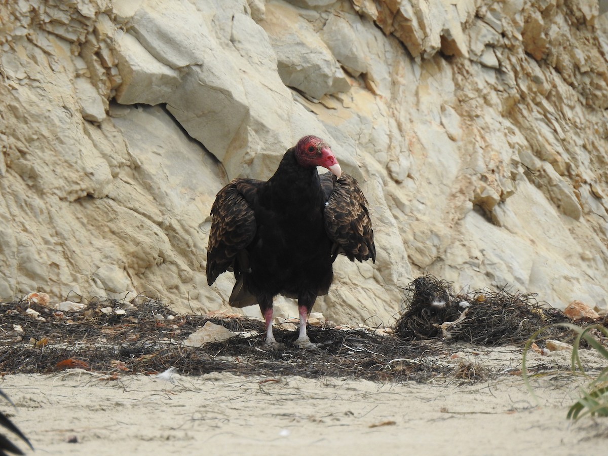 Turkey Vulture - ML357677011