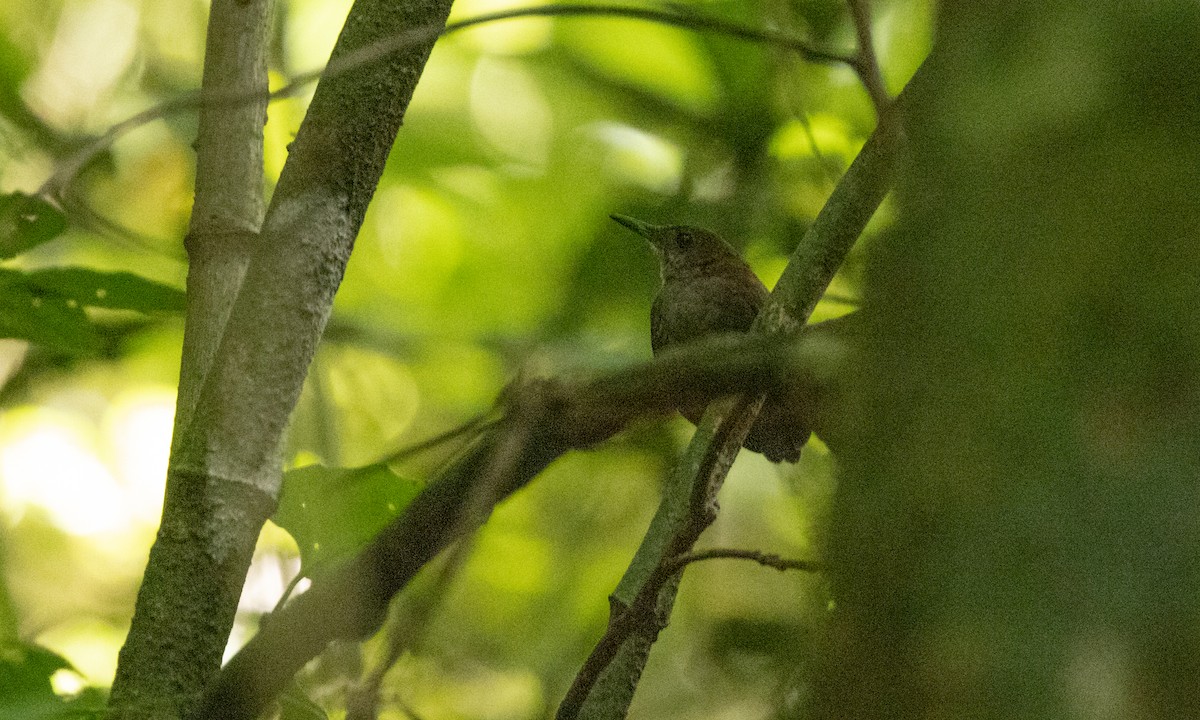 Scaly-breasted Wren (Whistling) - ML357679481