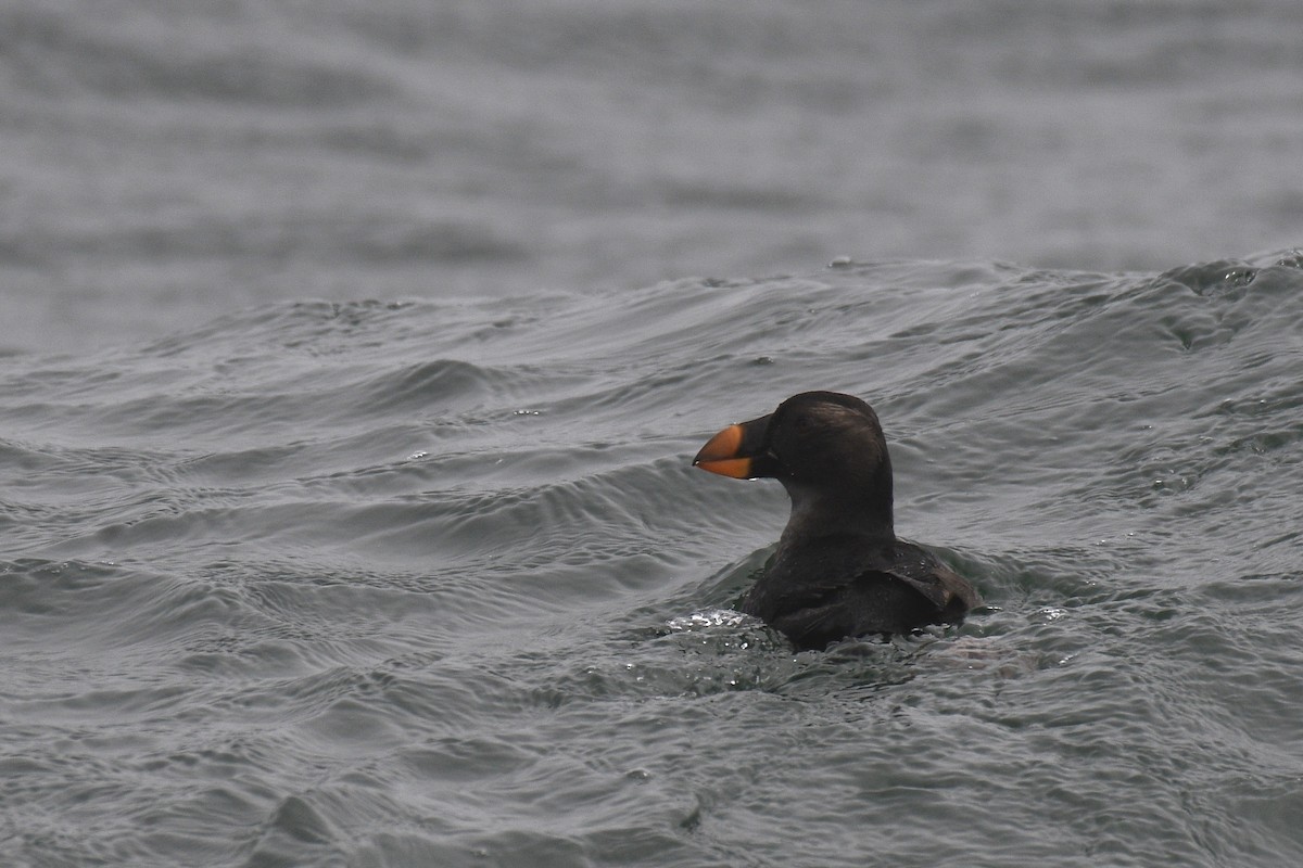 Tufted Puffin - ML357682871