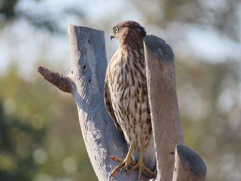 Cooper's Hawk - Lena Hayashi