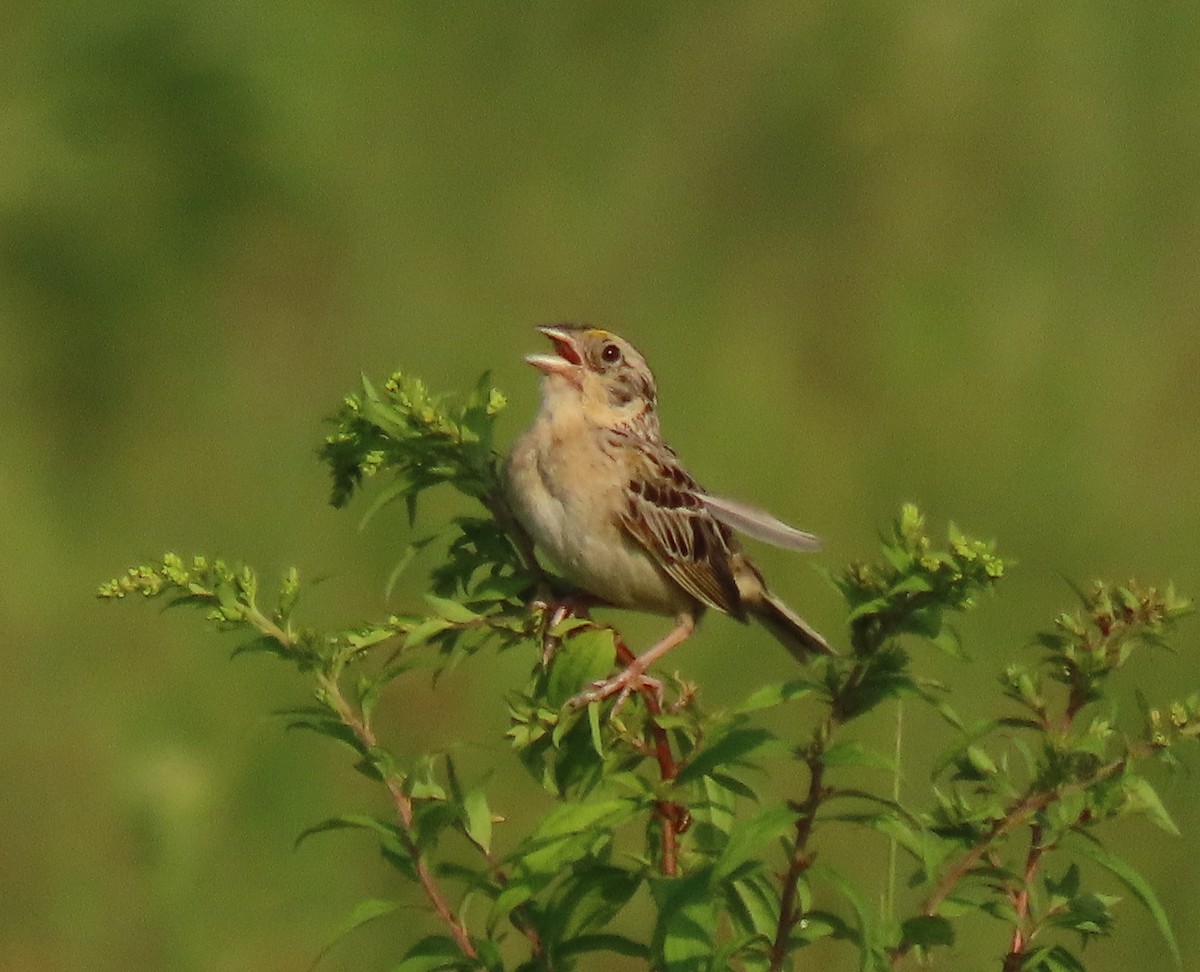 Grasshopper Sparrow - stephen johnson  🦜