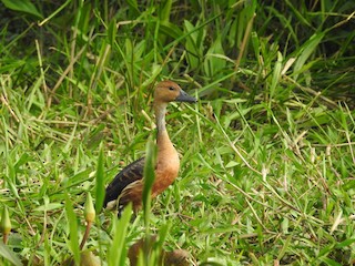 Fulvous Whistling-Duck, ML357693411