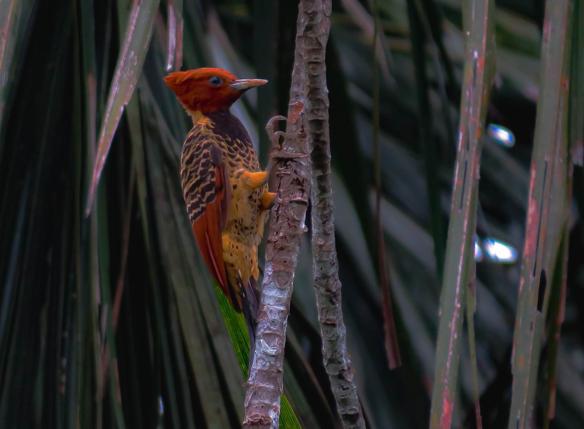 Rufous-headed Woodpecker - ML357695351