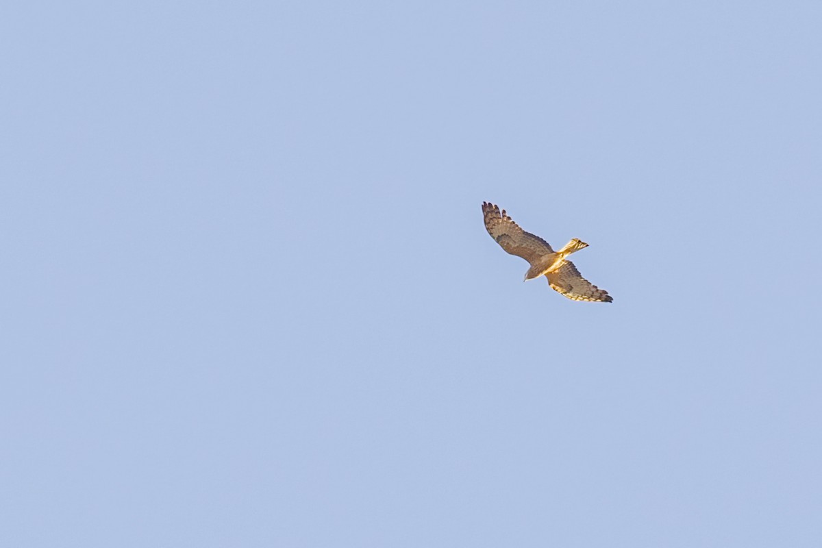 Square-tailed Kite - ML357697331