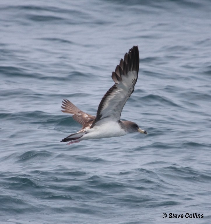 Cory's Shearwater - Steve Collins