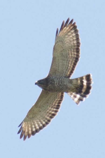 Broad-winged Hawk - ML35770501