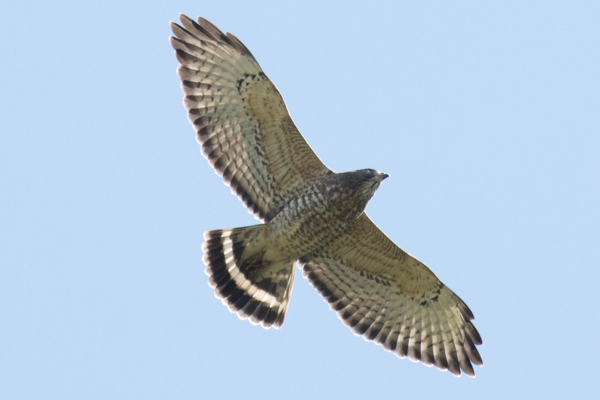 Broad-winged Hawk - David Brown