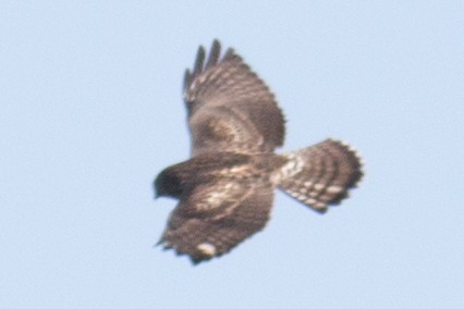 Broad-winged Hawk - ML35770721