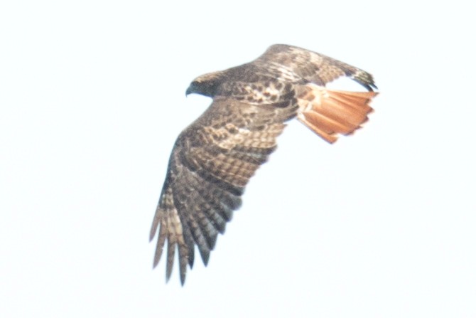 Red-tailed Hawk - ML35770761