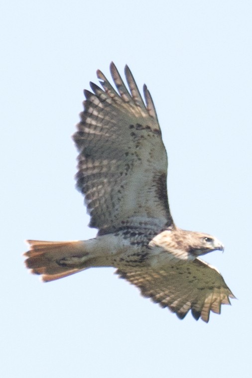 Red-tailed Hawk - ML35770791