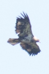 Bald Eagle - ML35770821