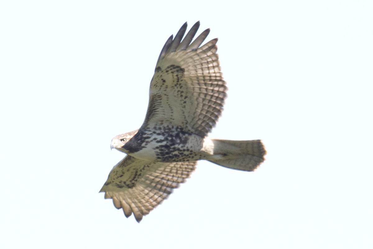 Red-tailed Hawk - ML35770841