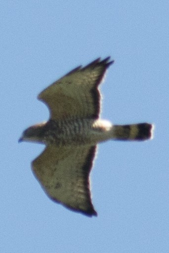 Broad-winged Hawk - ML35771011