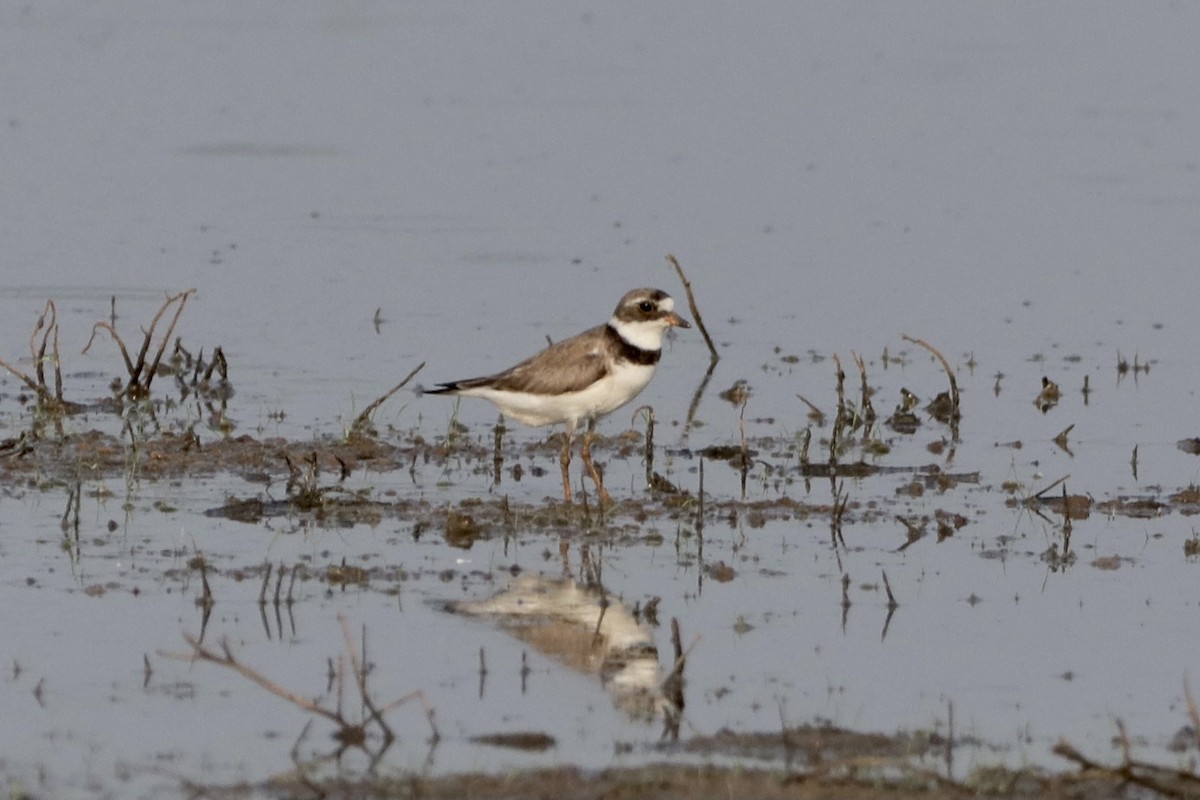 Semipalmated Plover - ML357718791