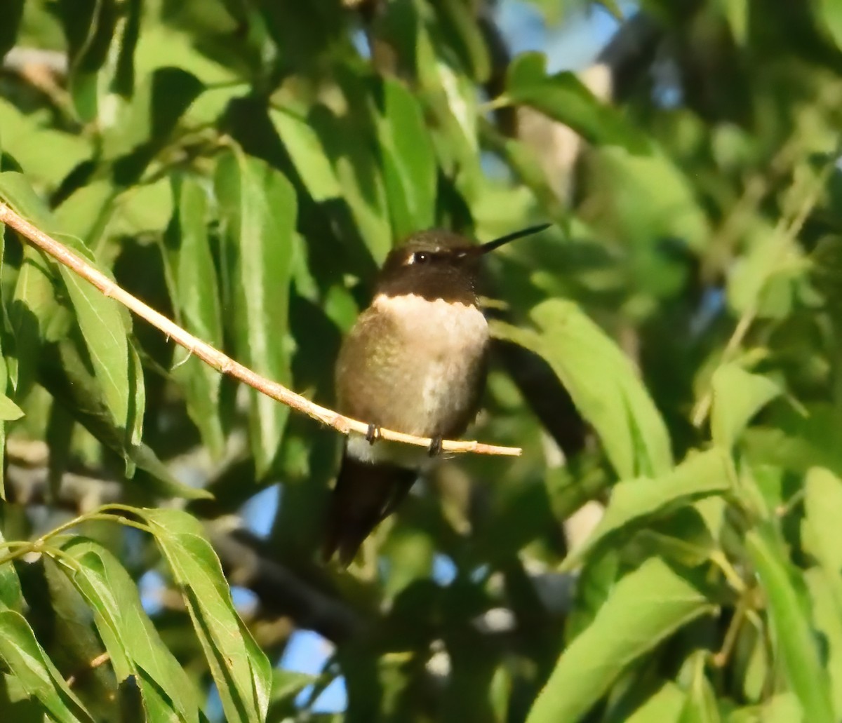 Black-chinned Hummingbird - ML357718931