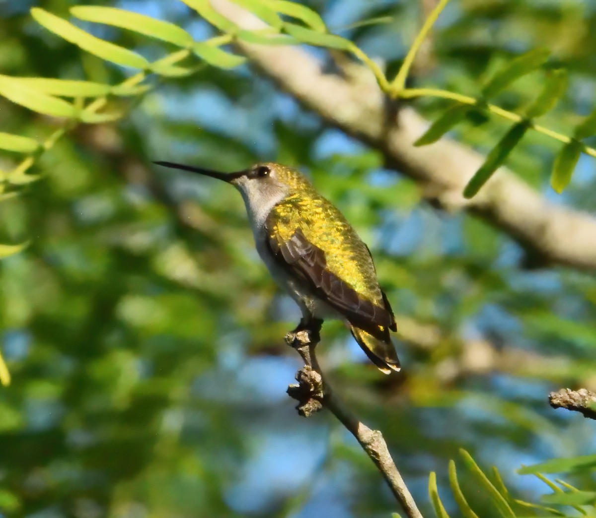 Black-chinned Hummingbird - ML357719001