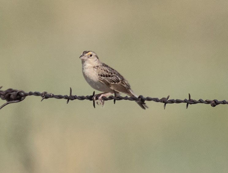 Grasshopper Sparrow - ML357720191