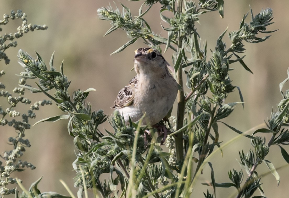 Grasshopper Sparrow - Doug McDonald