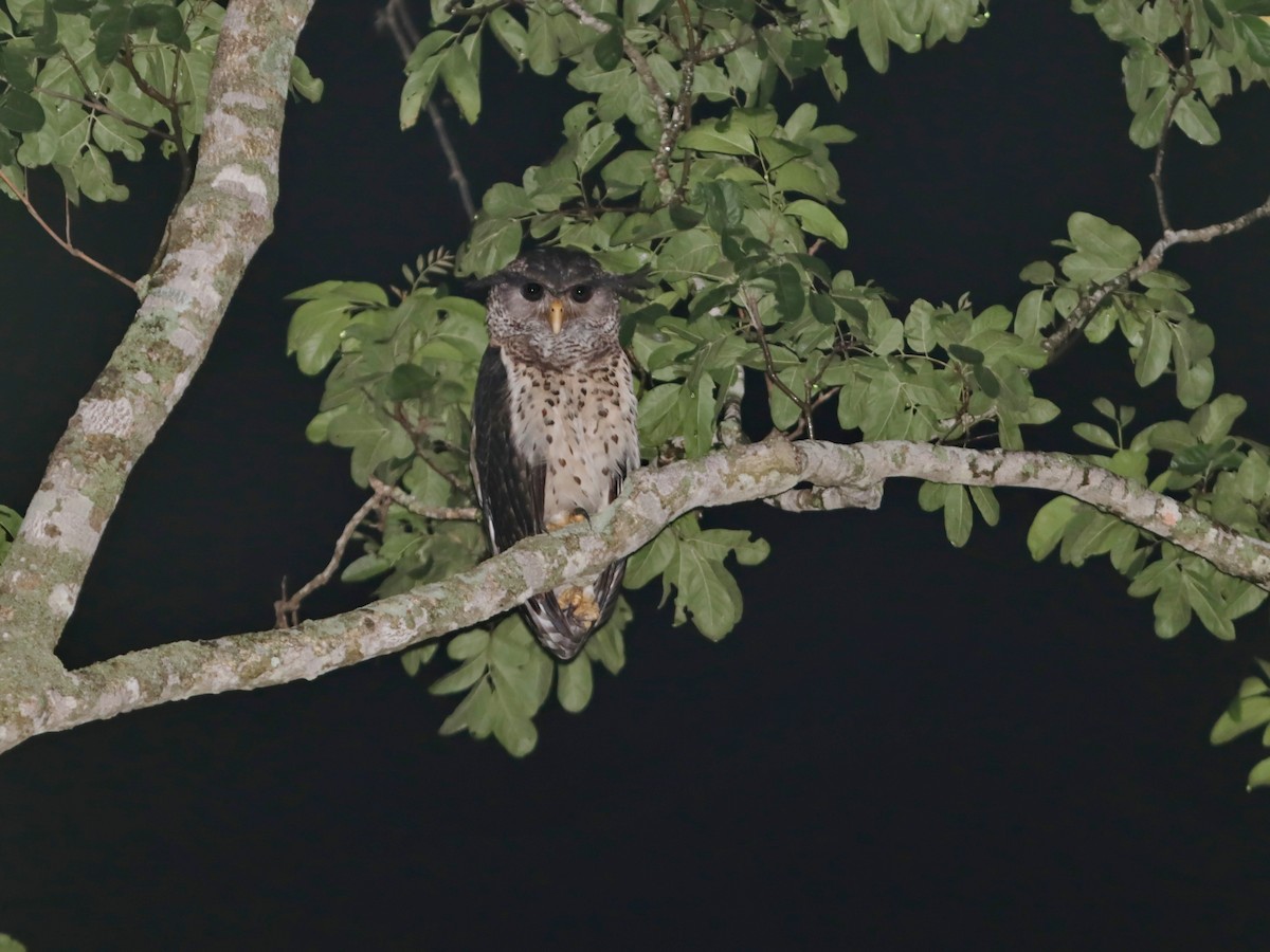 Spot-bellied Eagle-Owl - ML357723441