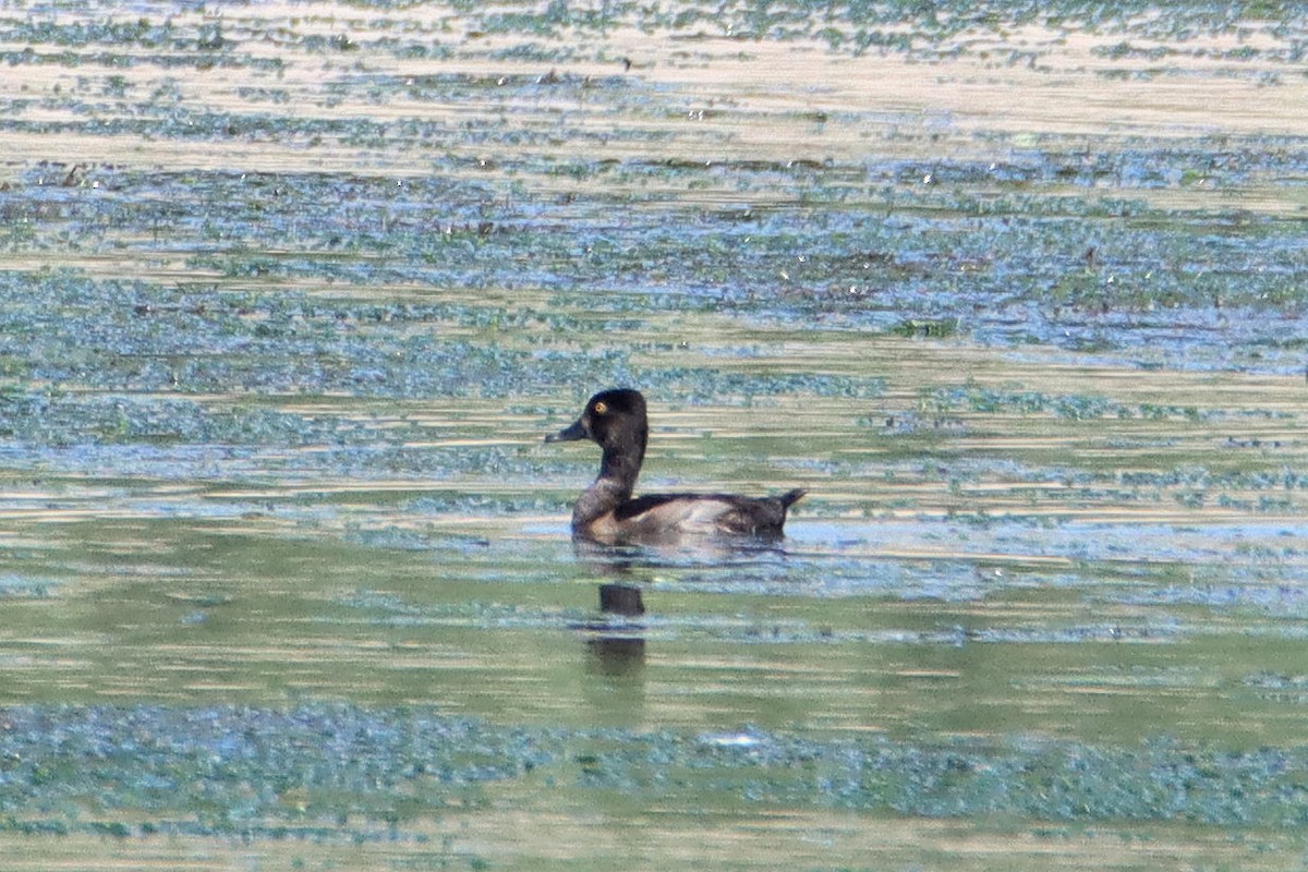 Ring-necked Duck - ML357725381