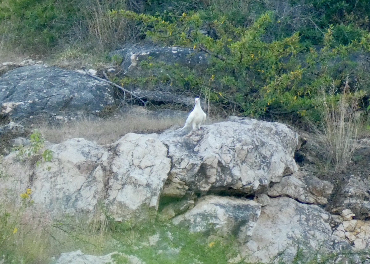 Rock Pigeon (Feral Pigeon) - ML357725581