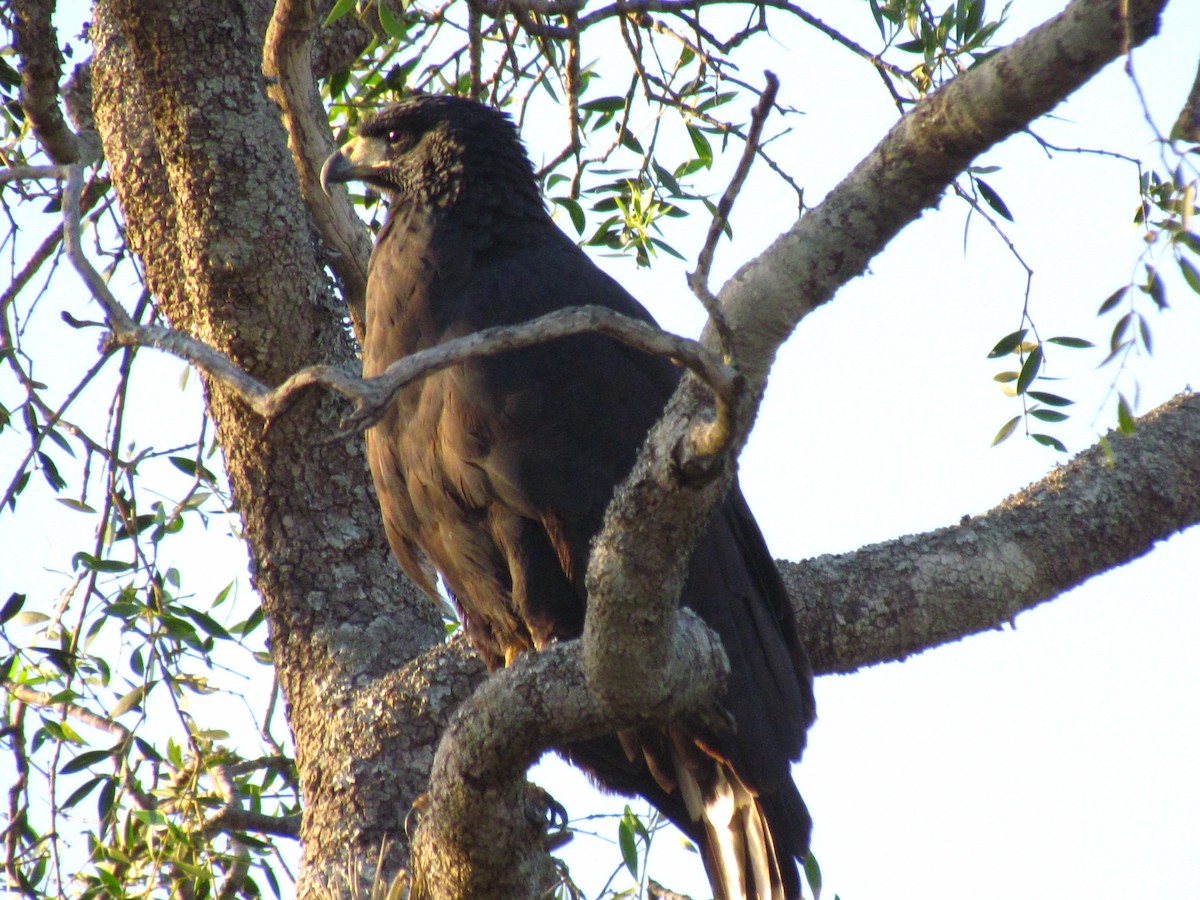 Great Black Hawk - Rebeca Irala Wildlife PY