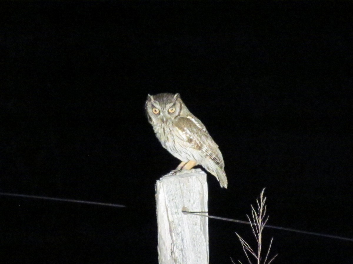 Tropical Screech-Owl - Rebeca Irala Wildlife PY