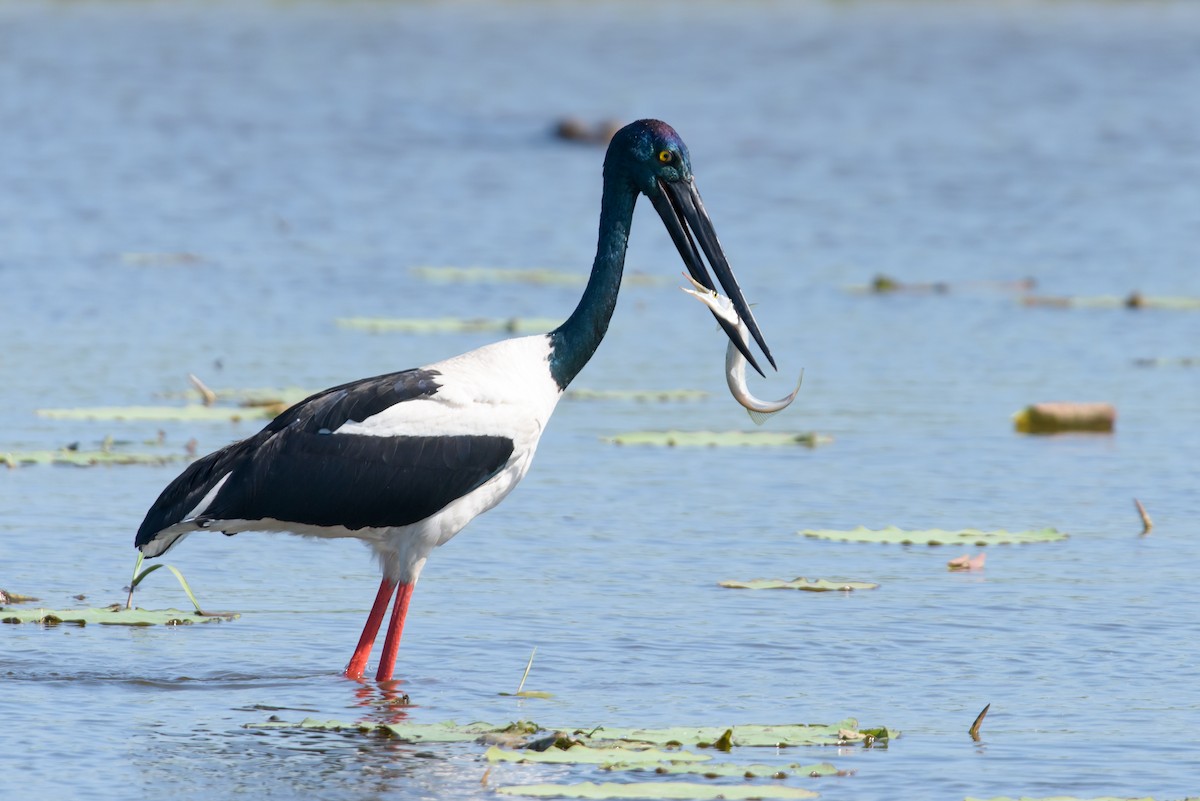 Black-necked Stork - ML357727251