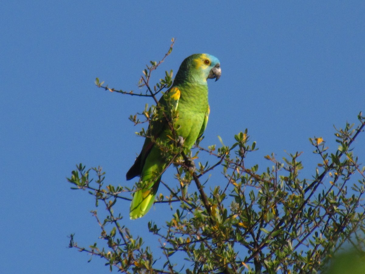Turquoise-fronted Parrot - ML357727271