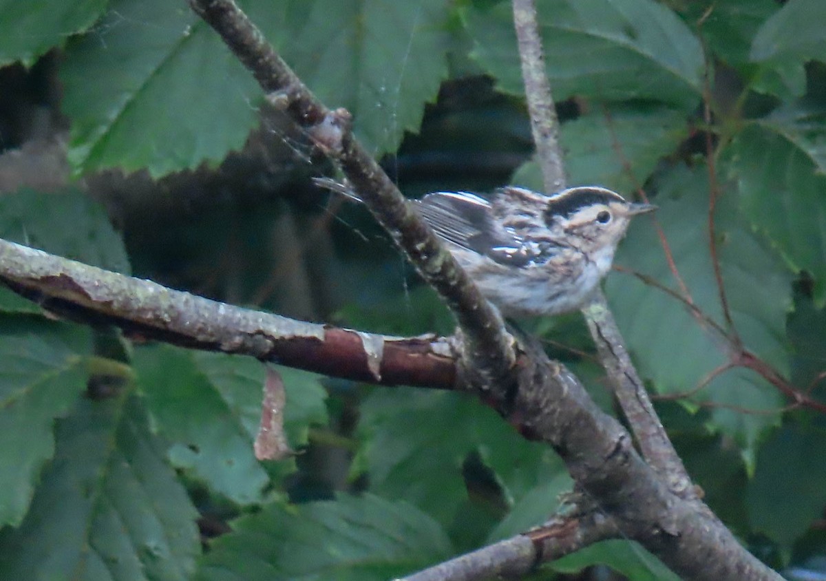 Black-and-white Warbler - ML357728461