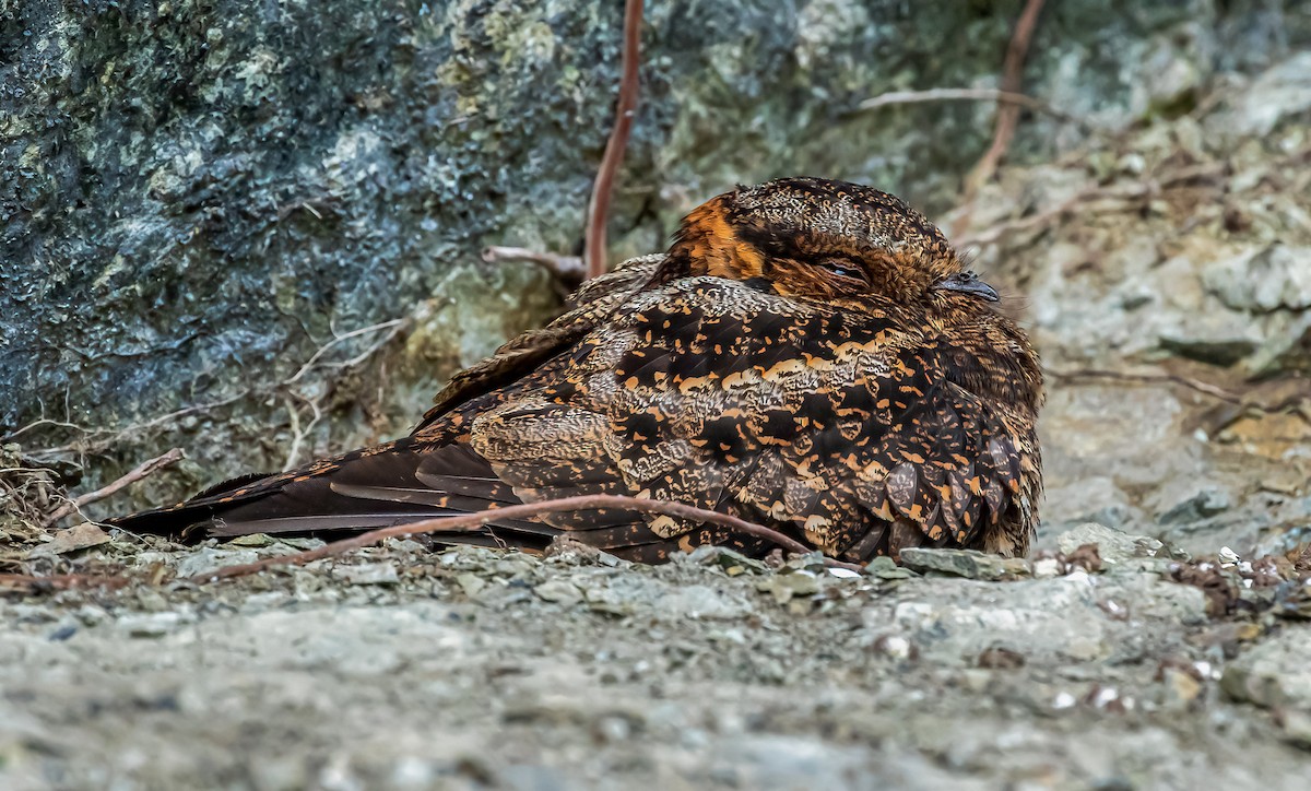 Lyre-tailed Nightjar - David Monroy Rengifo
