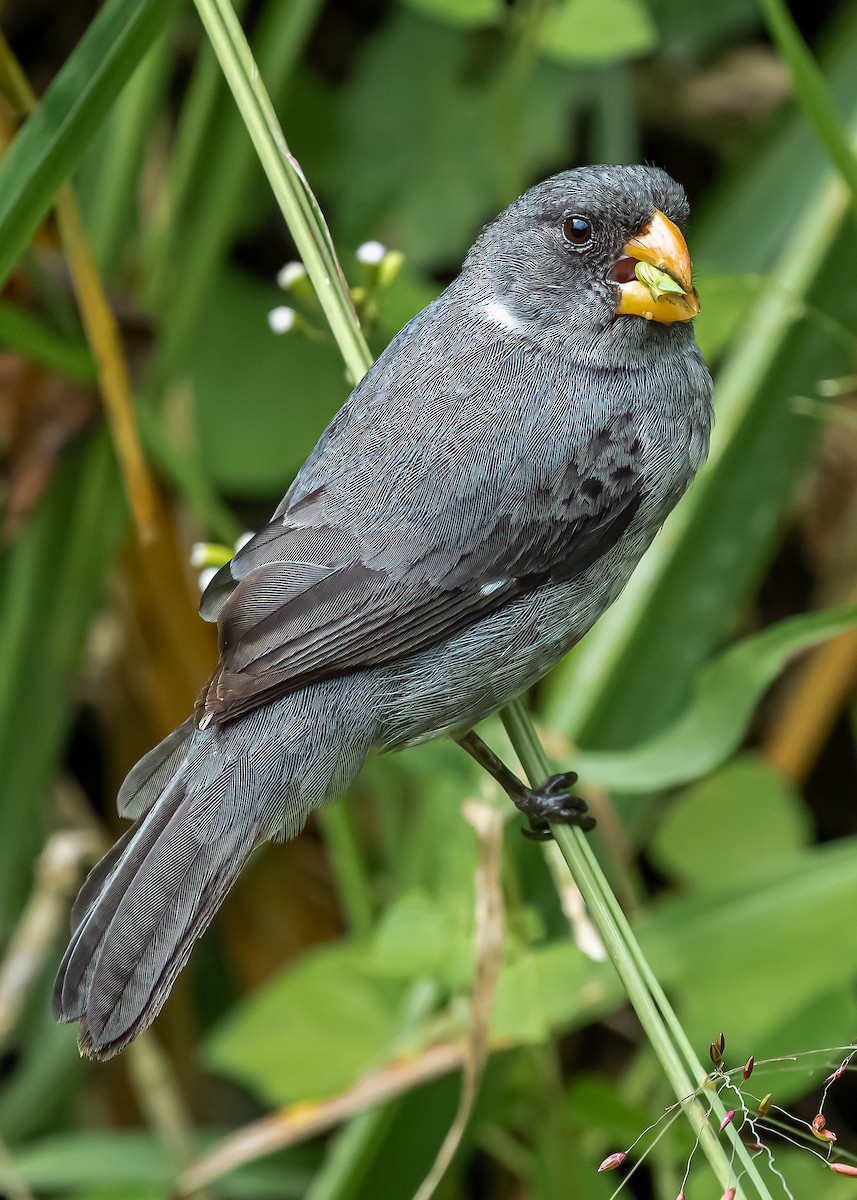 Gray Seedeater - ML357732101