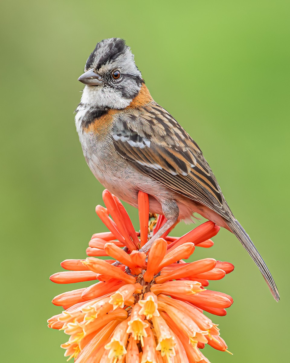 Rufous-collared Sparrow - ML357734451