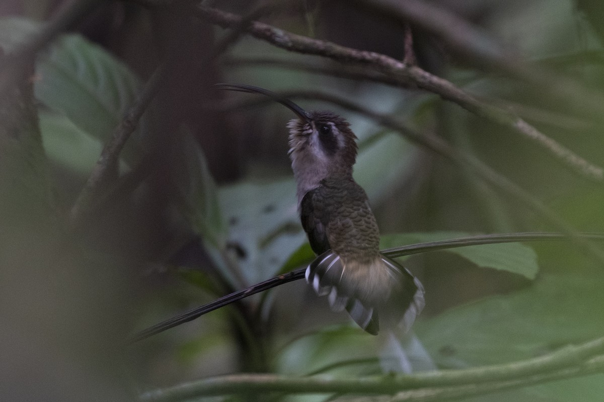 Длинноклювый колибри-отшельник - ML357737131