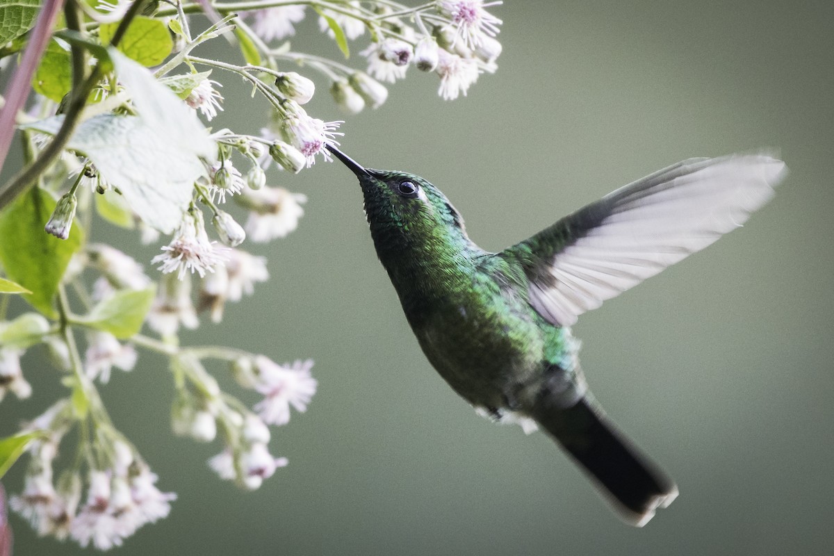 kolibřík smaragdovohrdlý - ML357737201