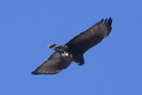 Zone-tailed Hawk - ML357738241