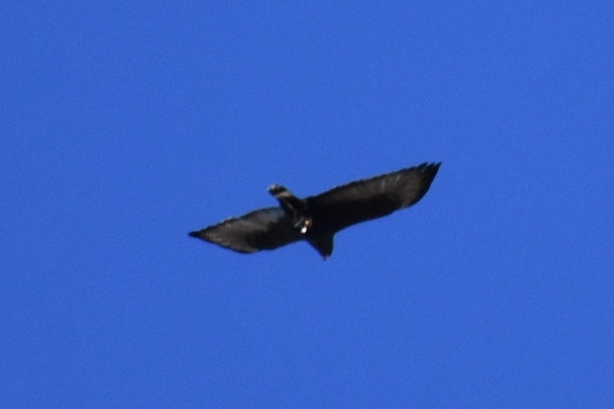 Zone-tailed Hawk - Sydney Gerig