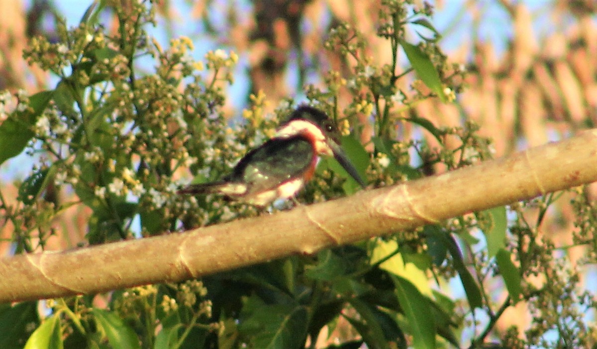 Amazon Kingfisher - RUBEN DELZO PONCE