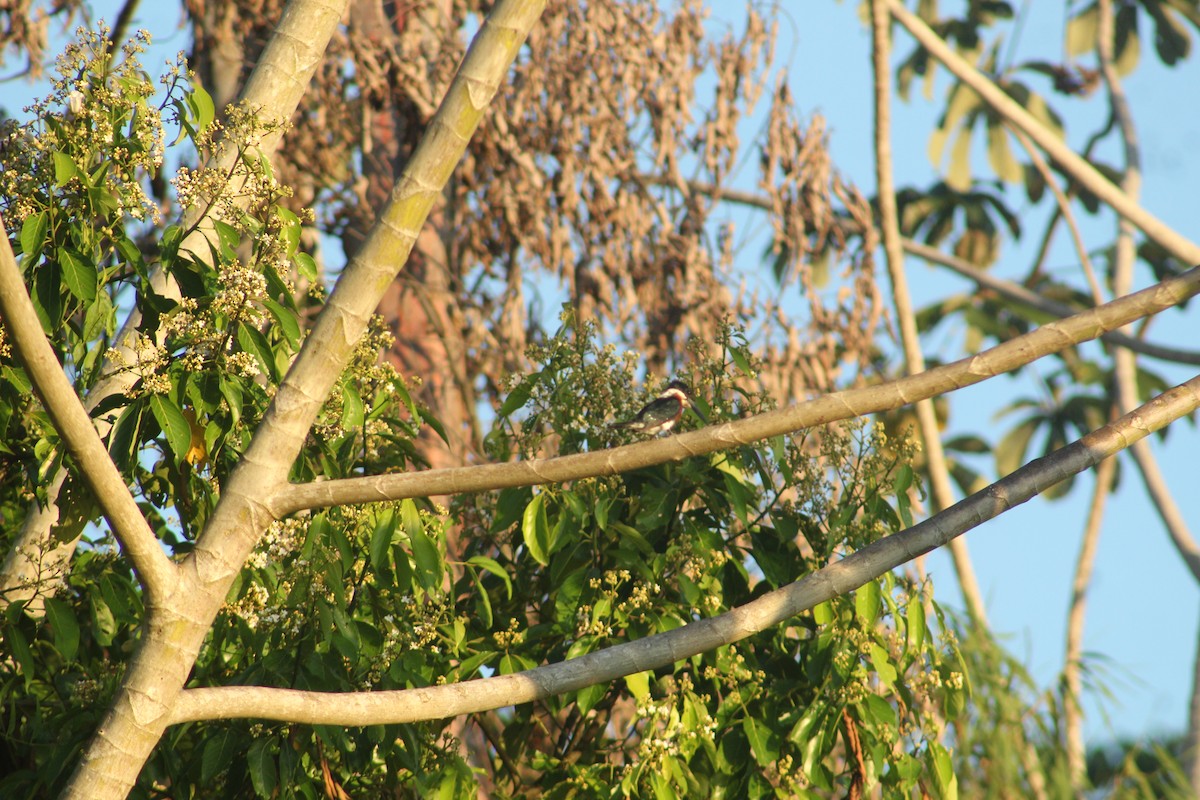 Amazon Kingfisher - RUBEN DELZO PONCE