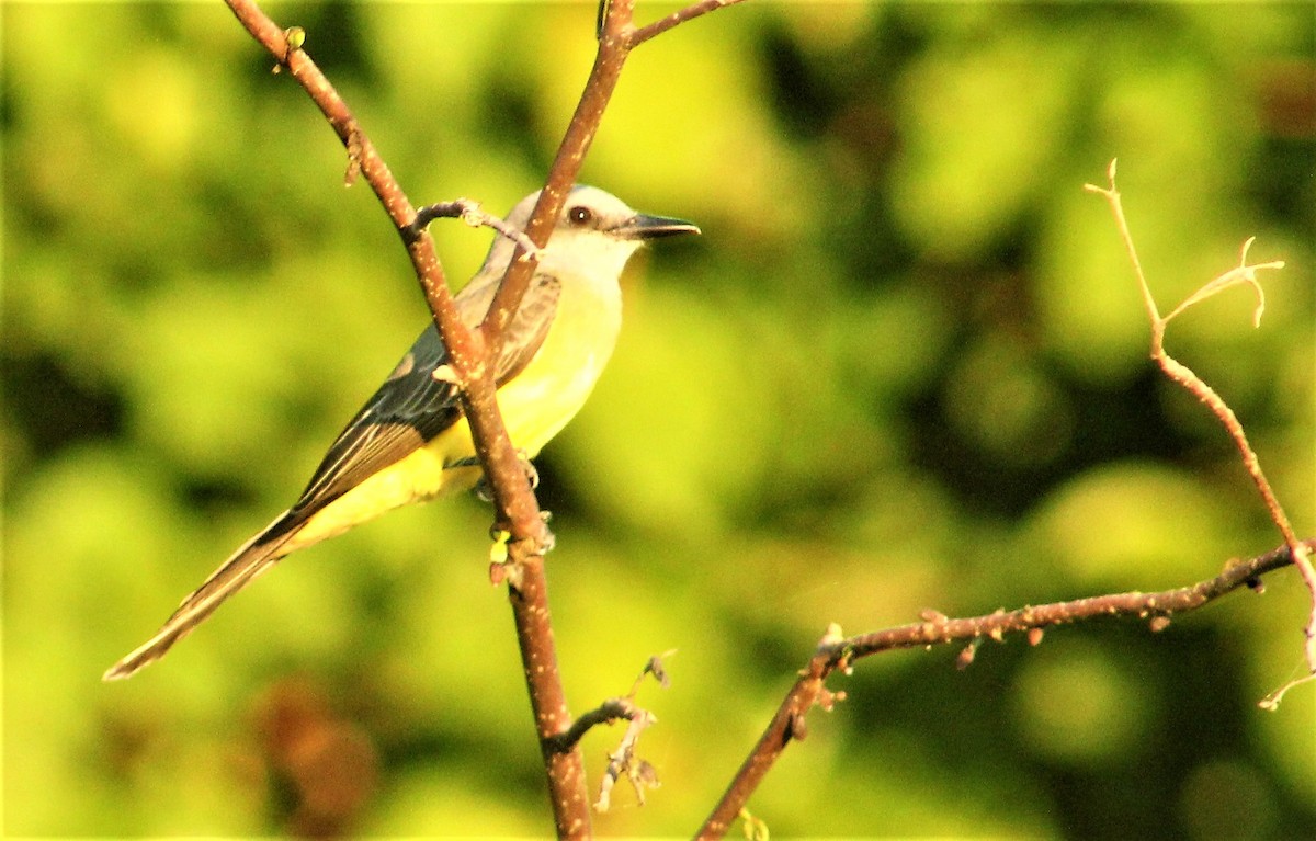 Tropical Kingbird - RUBEN DELZO PONCE